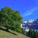 Tree on the hillside  screen for extension Chrome web store in OffiDocs Chromium