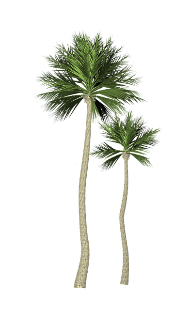 Free download Tree Palma Palm -  free illustration to be edited with GIMP free online image editor