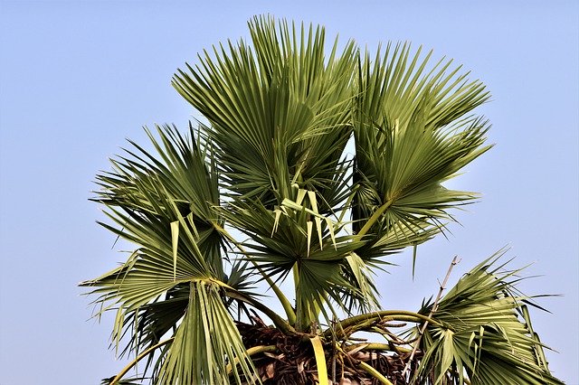 Téléchargement gratuit de Tree Palm Nature - photo ou image gratuite à éditer avec l'éditeur d'images en ligne GIMP