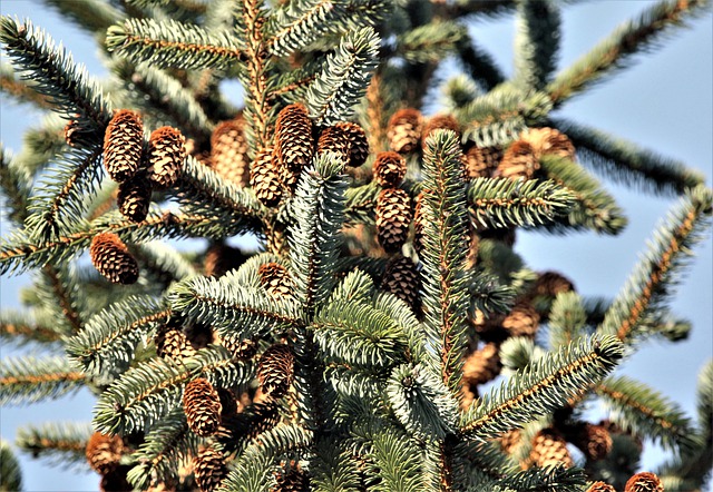 Muat turun percuma pokok pain christmas pine tree gambar percuma untuk diedit dengan editor imej dalam talian percuma GIMP