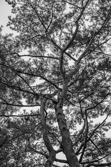 Free download tree pine plant nature shadow free picture to be edited with GIMP free online image editor