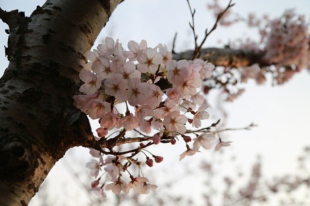 Free download tree quarter season nature free picture to be edited with GIMP free online image editor