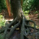 Tree roots float above the ground  screen for extension Chrome web store in OffiDocs Chromium