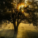 trees and buffalo herds  screen for extension Chrome web store in OffiDocs Chromium