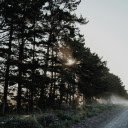 trees and road  screen for extension Chrome web store in OffiDocs Chromium