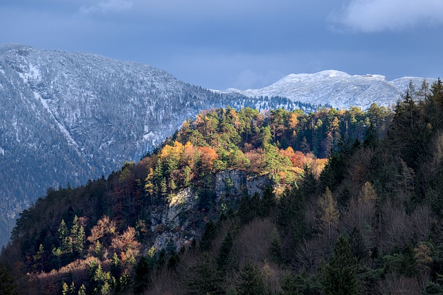 Descărcare gratuită copaci toamnă toamnă iarnă contrast gratuit pentru a fi editată cu editorul de imagini online gratuit GIMP