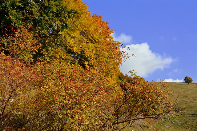 Free download trees autumn mountain free picture to be edited with GIMP free online image editor