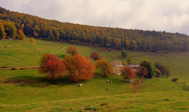 ดาวน์โหลดฟรีต้นไม้ borgo ฤดูใบไม้ร่วง ทุ่งหญ้า ฟรีรูปภาพที่จะแก้ไขด้วย GIMP โปรแกรมแก้ไขรูปภาพออนไลน์ฟรี