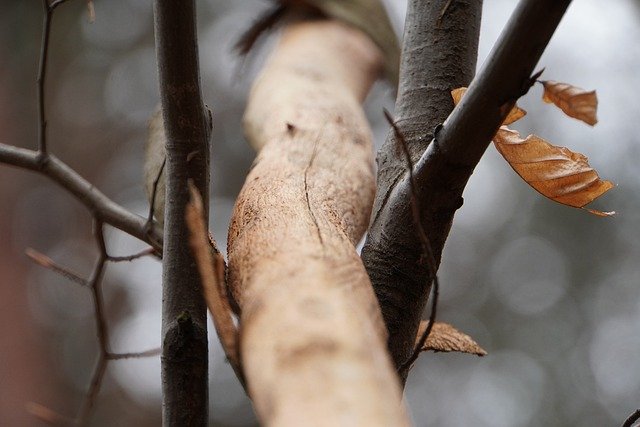 Free download trees branches twigs autumn bushes free picture to be edited with GIMP free online image editor