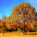 Trees change into new clothes  screen for extension Chrome web store in OffiDocs Chromium