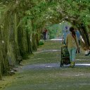 Trees crowded together  screen for extension Chrome web store in OffiDocs Chromium