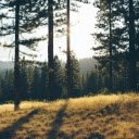 Trees during Day  screen for extension Chrome web store in OffiDocs Chromium