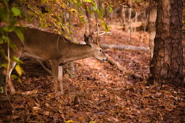 Kostenloser Download von Bäumen im Herbst, Herbstfarben, kostenloses Bild zur Bearbeitung mit dem kostenlosen Online-Bildeditor GIMP