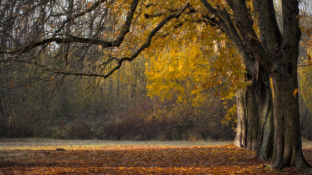 Безкоштовно завантажте безкоштовне зображення дерева падає осіннє листя пейзаж для редагування за допомогою безкоштовного онлайн-редактора зображень GIMP