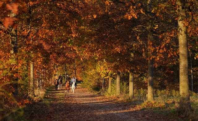 دانلود رایگان عکس درختان فصل پاییز پاییز طبیعت رایگان برای ویرایش با ویرایشگر تصویر آنلاین رایگان GIMP