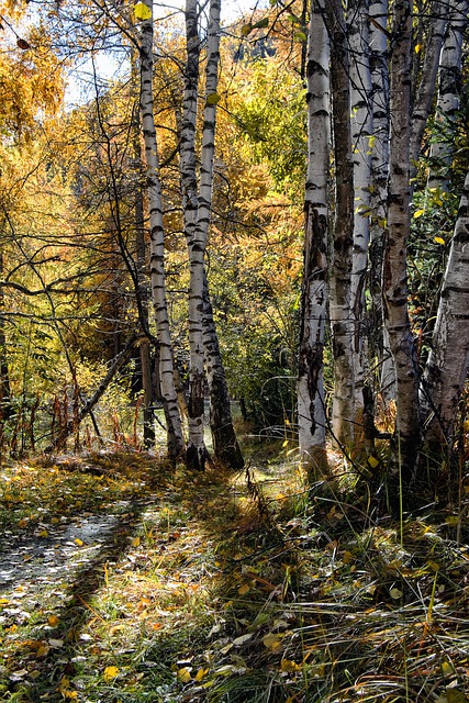 Gratis download bomen bos berken berg herfst gratis foto om te bewerken met GIMP gratis online afbeeldingseditor