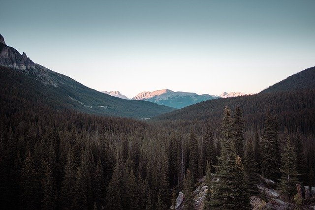 Free download trees forest mountains free picture to be edited with GIMP free online image editor