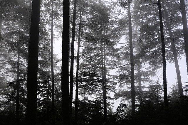 無料ダウンロードTreesForestNature無料の写真テンプレートをGIMPオンライン画像エディターで編集