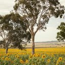 Trees in flower fields  screen for extension Chrome web store in OffiDocs Chromium