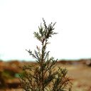 Trees in the desert  screen for extension Chrome web store in OffiDocs Chromium