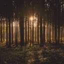 Trees in the forest  screen for extension Chrome web store in OffiDocs Chromium