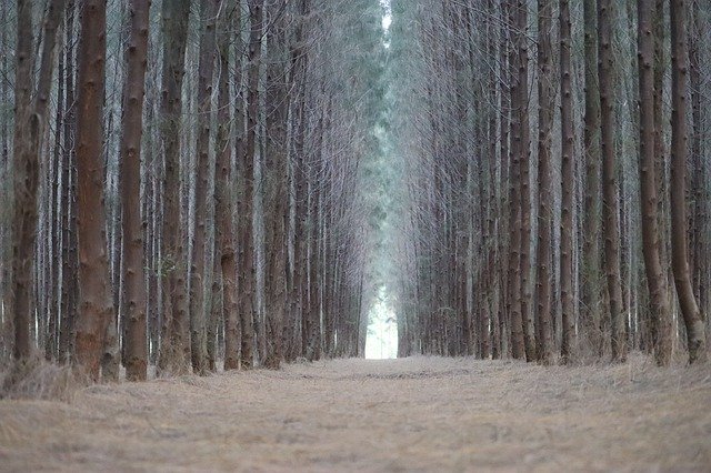 Free download tree sky na nature sunset forest free picture to be edited with GIMP free online image editor