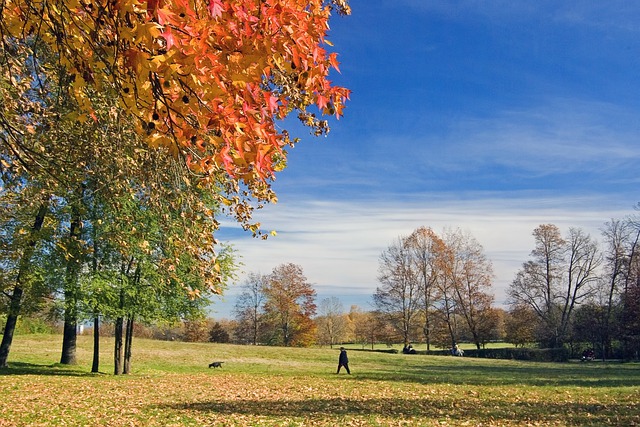 Free download trees man dog park walk autumn free picture to be edited with GIMP free online image editor