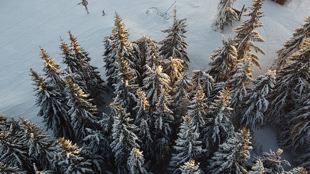 Scarica gratuitamente l'immagine gratuita della foresta della stagione invernale della natura degli alberi da modificare con l'editor di immagini online gratuito GIMP