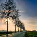 Trees on the side of the road  screen for extension Chrome web store in OffiDocs Chromium