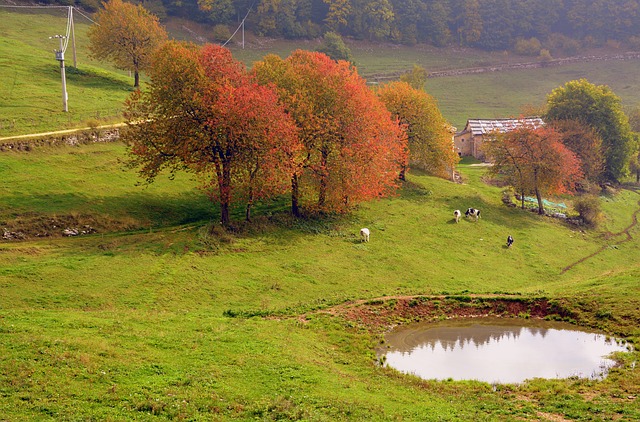 木、池、秋、牧草地、山の無料ダウンロード GIMP 無料オンライン画像エディターで編集できる無料画像