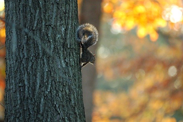 Free download tree squirrel fall leaves nature free picture to be edited with GIMP free online image editor