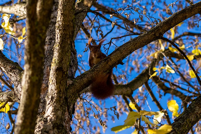 Free download tree squirrel rodent nature free picture to be edited with GIMP free online image editor