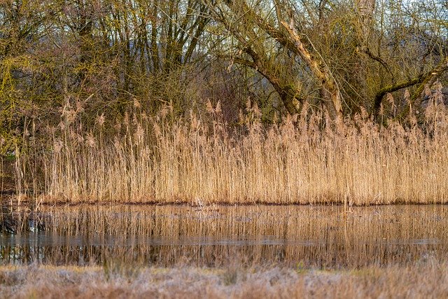 Free download trees reeds lake water nature free picture to be edited with GIMP free online image editor
