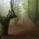 Trees (Sielena theme)  screen for extension Chrome web store in OffiDocs Chromium