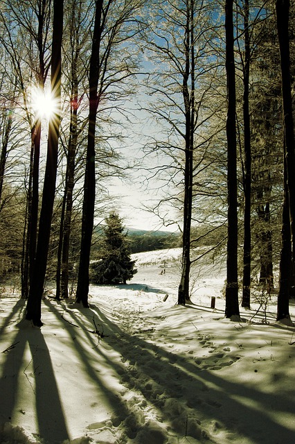 Free download trees snow sun winter nature free picture to be edited with GIMP free online image editor