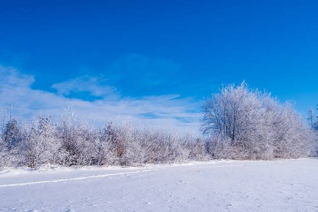 دانلود رایگان درختان برف زمستان پوشیده از برف عکس رایگان برای ویرایش با ویرایشگر تصویر آنلاین رایگان GIMP