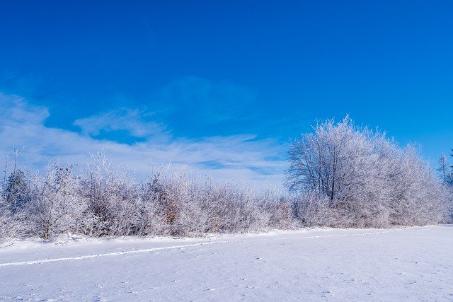 Muat turun percuma pokok salji musim sejuk dilitupi dalam gambar percuma salji untuk diedit dengan editor imej dalam talian percuma GIMP
