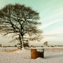 tree standing in a vast snow covered field  screen for extension Chrome web store in OffiDocs Chromium