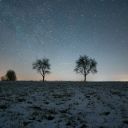 Trees Theme  screen for extension Chrome web store in OffiDocs Chromium