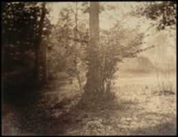 Free download Tree Study, Forest of Fontainebleau free photo or picture to be edited with GIMP online image editor