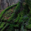 Tree stumps and moss  screen for extension Chrome web store in OffiDocs Chromium