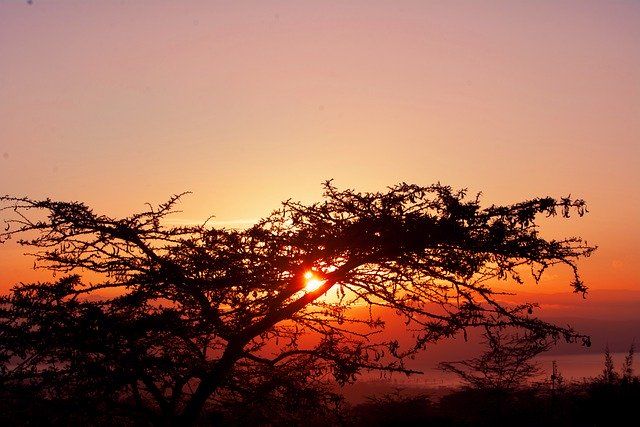 Free download tree sunrise behind tree atmospheric free picture to be edited with GIMP free online image editor