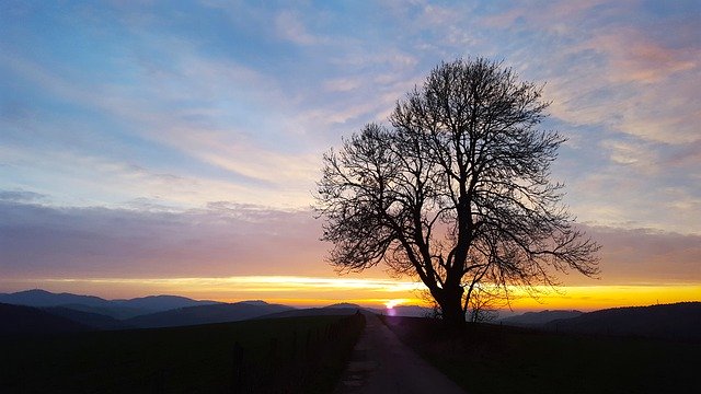 Download gratuito Tree Sunset Abendstimmung - foto o immagine gratuita da modificare con l'editor di immagini online GIMP