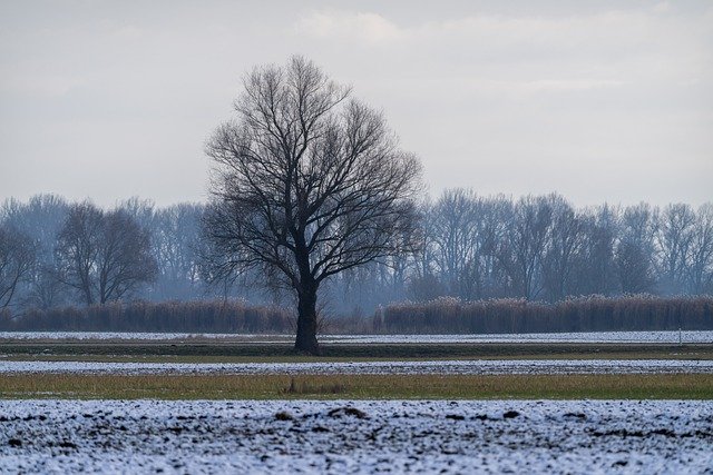 Free download trees winter landscape snow nature free picture to be edited with GIMP free online image editor