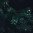 Tree Theme  screen for extension Chrome web store in OffiDocs Chromium