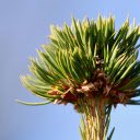 Tree Top and Leaves  screen for extension Chrome web store in OffiDocs Chromium
