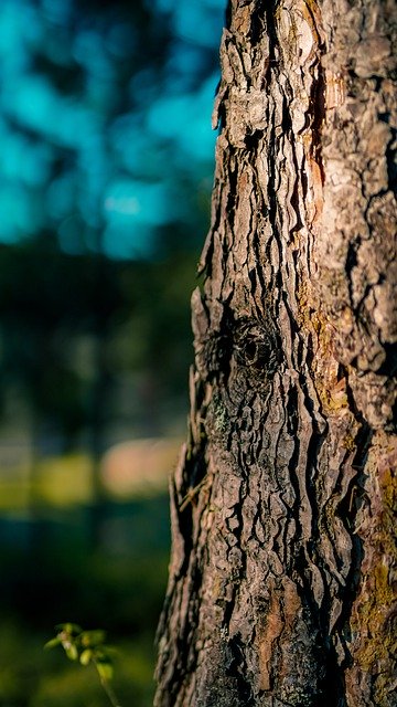 Free download tree trunk bark nature free picture to be edited with GIMP free online image editor