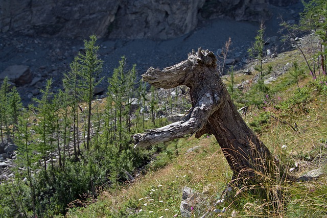 Free download tree trunk dead tree broken tree free picture to be edited with GIMP free online image editor
