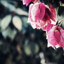 Tree with red leaves  screen for extension Chrome web store in OffiDocs Chromium