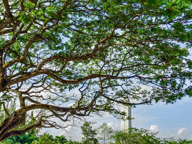 הורדה חינם של עץ עץ משאיר טבע נוף תמונה בחינם לעריכה עם עורך תמונות מקוון חינמי של GIMP